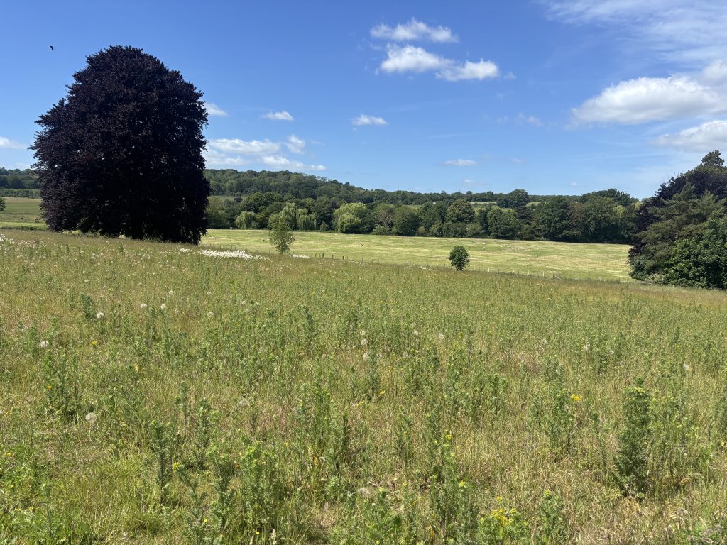 Panoramic view of an expansive grassy meadow, a large dark beech tree, and distant wooded hills under a bright blue summer sky in the Kent Downs.