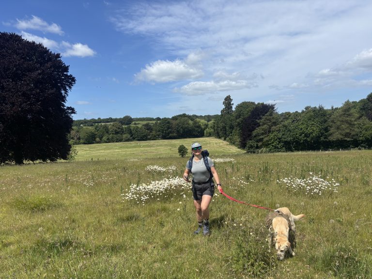 A female hiker walking her dog through a sunlit field of wildflowers and long grass with mature trees in the background.