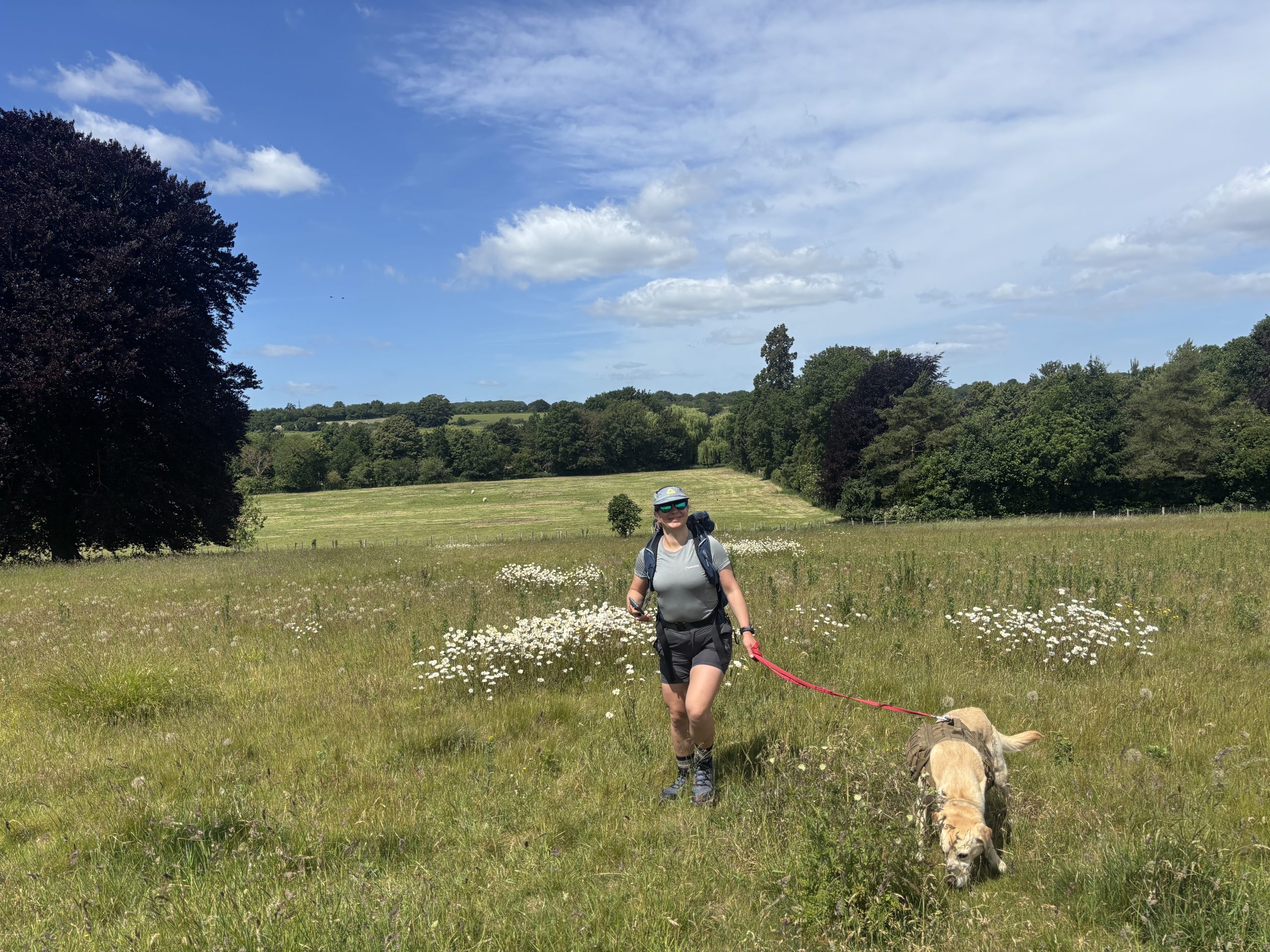 A female hiker walking her dog through a sunlit field of wildflowers and long grass with mature trees in the background.