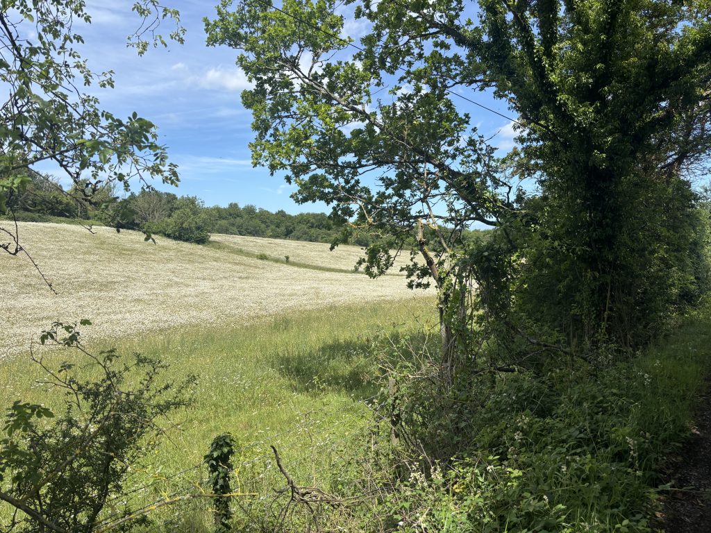 Looking past ivy-covered oak trees and hedgerows toward a hillside field covered in white wildflowers in the Elham Valley.