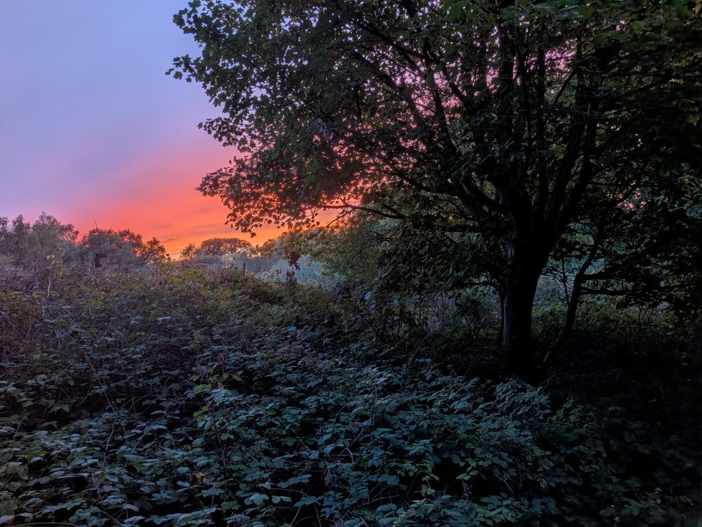A vibrant sunset with deep orange and purple skies glowing behind a silhouetted oak tree and dense, dark bramble bushes.