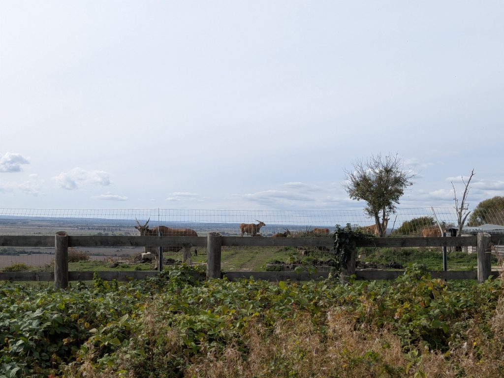 Several large, horned antelopes standing behind a wire fence on a high grassy ridge, silhouetted against a cloudy sky with coastal plains stretching out in the background.