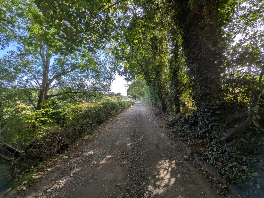 A quiet dirt and gravel farm track running through a canopy of ivy-covered oak trees with a dog walking ahead in the distance