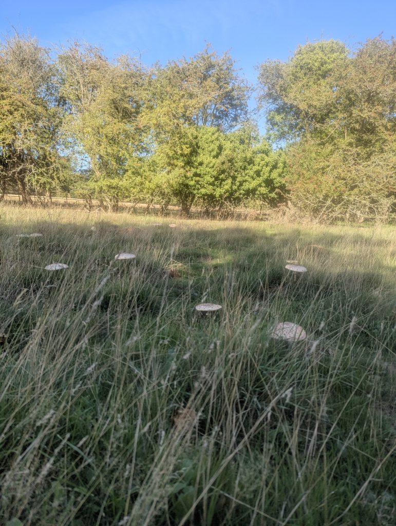 Wild parasol mushrooms growing in long grass of a sunlit meadow framed by hawthorn trees in Kent