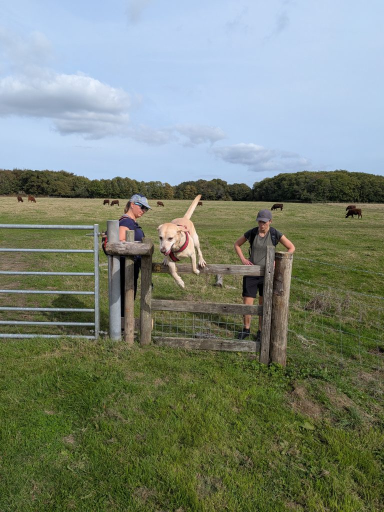 Yellow Labrador cross Poppy mid-air, enthusiastically leaping over a low wooden stile, with Syla and a hiking companion watching from a grassy pasture containing grazing cattle.