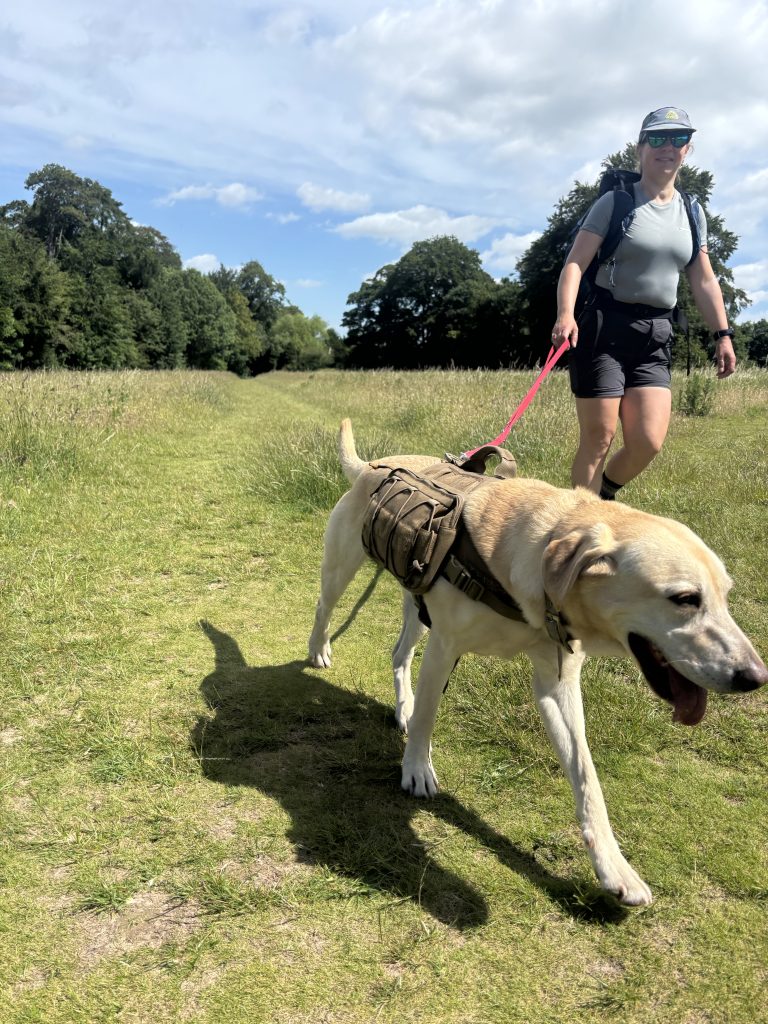 A happy yellow Labrador wearing a tactical trail pack walking on a lead with a female hiker across a wide grassy field in Kent.